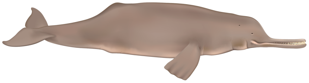Dolphin