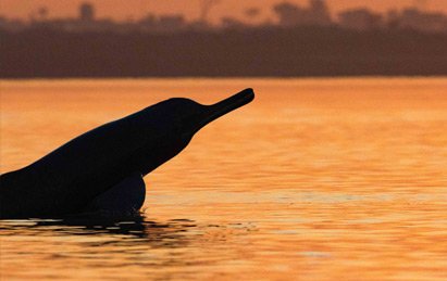 Dolphin