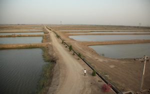 Umar Fish Farm Rajanpur