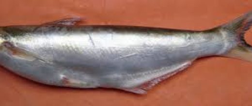 Bachwa (Clupisoma Graua)