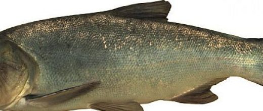 Bighead carp (Aristichthys nobilis) Europe