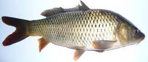 Common Carp (Cyprinus Carpio)