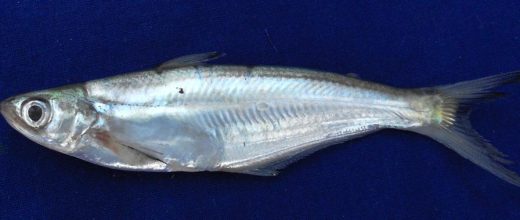 Jhalli (Eutropoochthys Vacha)
