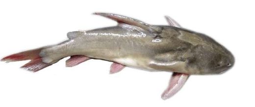 Khagga (Rita Rita)