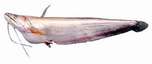 Mullee (Wallago Attu)
