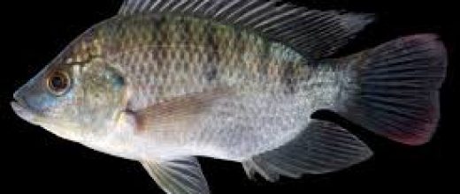 Tilapia (Oreochromis Mossambicus)